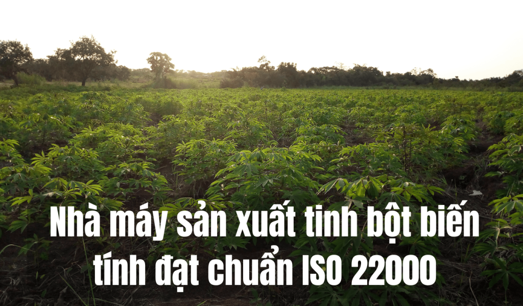 Nhà máy sản xuất tinh bột biến tính đạt chuẩn ISO 22000