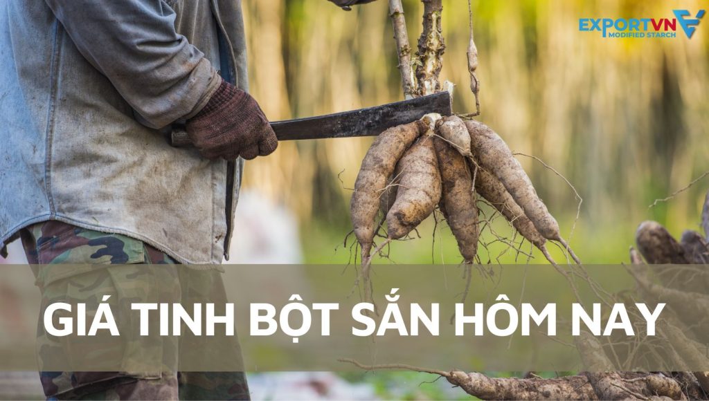Giá tinh bột sắn hôm nay