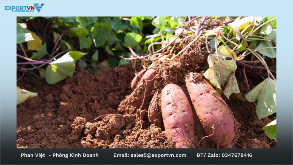 Tinh bột khoai lang