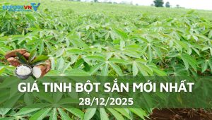Giá tinh bột sắn mới nhất